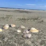 みく