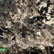 椿の画像