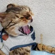 まぁきゅん