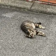 ナスマ