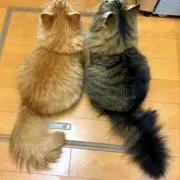 F&Mの画像