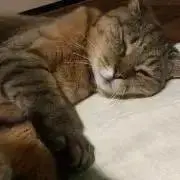 ちゃちゃまる★の画像