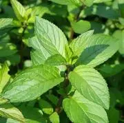 DOLL$BOXX ドールズボックス 抽プレ当選品 直筆サインポスター Fuki