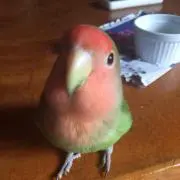 ソウゲツ