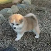 ふわふわ