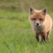 熱斗の画像