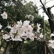 ysmの画像