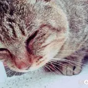 るうしぇ