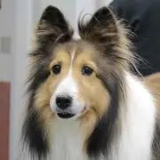 犬っ子