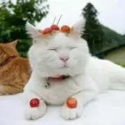 こぐりん