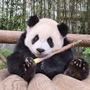 おもちの画像