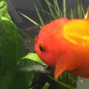 ななつぼし