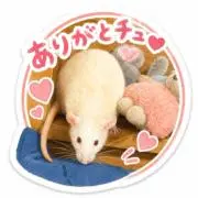 りんな(雨で発送遅れる場合あります)の画像