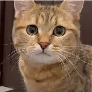まりも