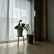 bonsai