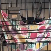 Sの画像