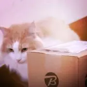 おもち