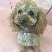 ぽんの画像