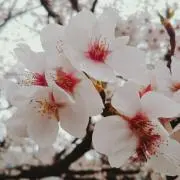 桜もちの画像