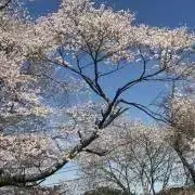 リラ工房 ライアー25弦 教則本付き 弦楽器 専用ケース付き - メルカリ