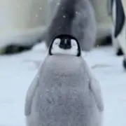 さぁPの画像