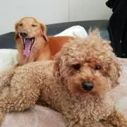 モコ