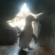 もり