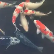 シメサバ