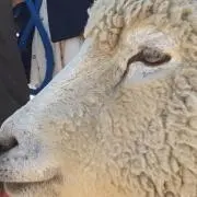 きくの画像
