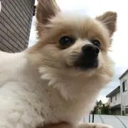 Hitomi Chiba