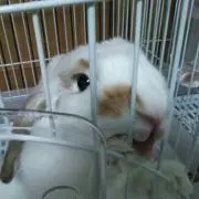 いづっち