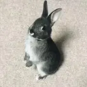 Miiの画像
