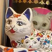 購入前にコメ下さいの画像
