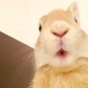 こねずみ
