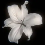 sbnvvvの画像