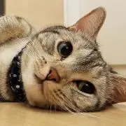 ねこの画像