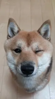 しんちゃんの画像