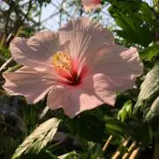 わこ　※夏物出品中です(^ ^)の画像