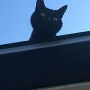 くろねこの画像