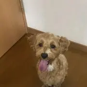 かっぽの画像