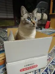 なみの画像