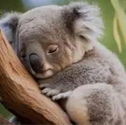 Koalaの画像