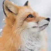 たぬきちの画像