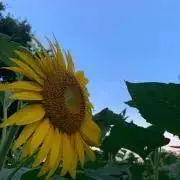 ちょびんの画像