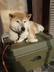 sjの画像