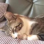 栗まろんの画像