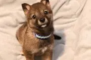Pets Paradeの画像