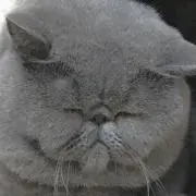 bubu