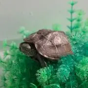 かめきちの画像