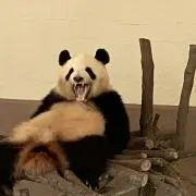 Kanaの画像